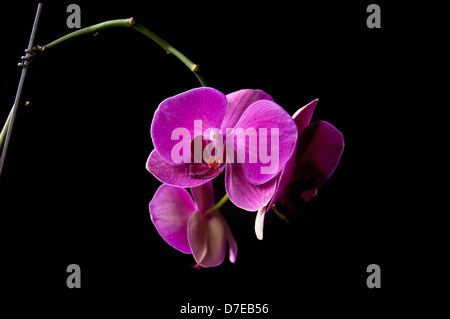 Purple Phalaenopsis Orchid Flower hanging from a supported stem isolated on dark background Stock Photo