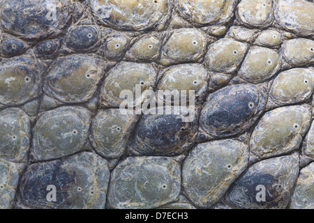 crocodile skin Stock Photo