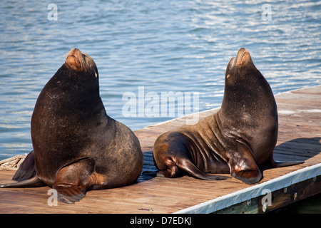 The sea lions at Pier 39 of Fishermans Wharf in San Francisco, California, United States of America, USA