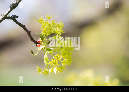 Acer Platanoides palmatifidum flowers. Norway Maple tree. UK Stock Photo