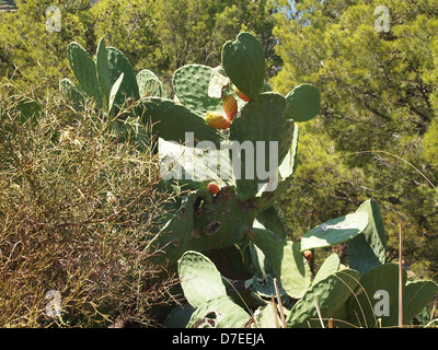 Opuntia ficus indica in a forest on Majorca island in Spain