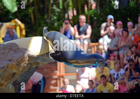 Sea lions show in Loro Parque, theme park in Puerto de la Cruz, Tenerife Stock Photo