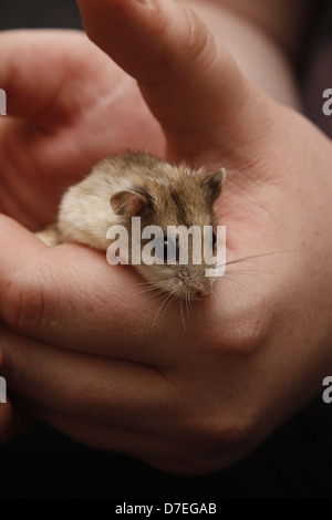 male chinese dwarf hamster in a pair of hands Cricetulus griseus Stock Photo