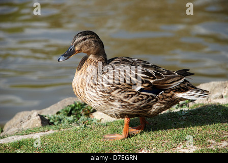 Female mallard duck standing on grass by the water's edge Stock Photo