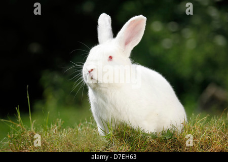 rabbit Stock Photo