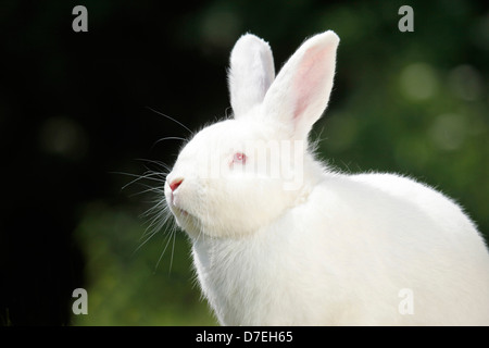 rabbit Stock Photo