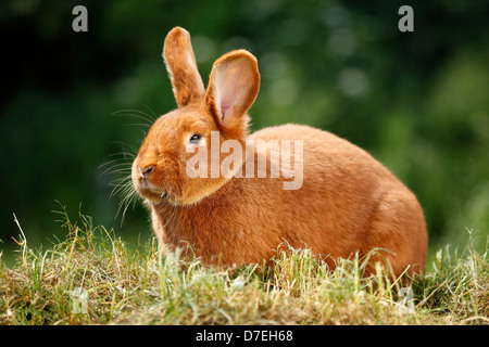 rabbit Stock Photo