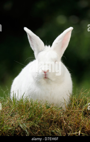 rabbit Stock Photo