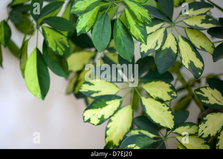 Schefflera Arboricola Variegated Parasol Plant Stock Photo