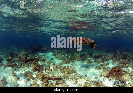 Sea turtle swimming underwater in low tide lagoon, Galapagos Islands Stock Photo