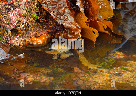 Egg yolk jellyfish Phacellophora camtschatica Haida Gwaii Queen Charlotte Islands Gwaii Haanas NP British Columbia Canada Stock Photo