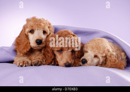 Poodle Puppies Stock Photo