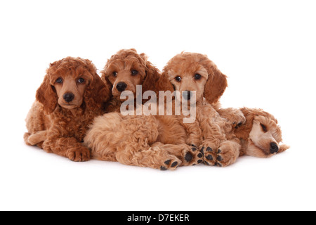 Poodle Puppies Stock Photo