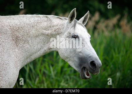 warmblood portrait Stock Photo