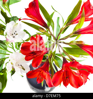 bunch of red and white alstremeria flowers in flower vase Stock Photo