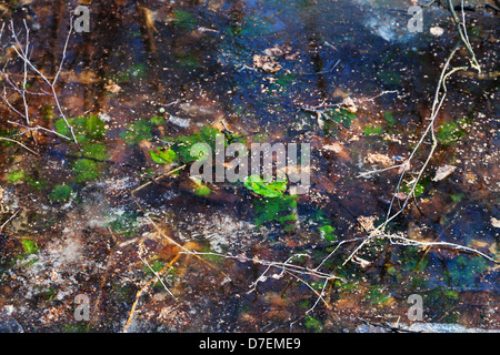 frozen water with green plants in forest in early spring Stock Photo