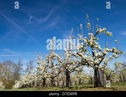 Pyrus. Pear tree Orchard in blossom at RHS Wisley Gardens, Surrey, England Stock Photo