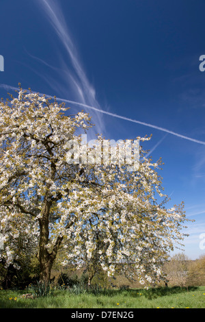 Prunus. Sweet Cherry 'Williams Seedling' tree in blossom at RHS Wisley Gardens, Surrey, England Stock Photo