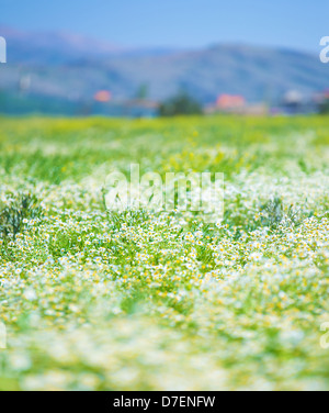 Beautiful daisy flowers field on mountains landscape background, camomile meadow in evening, selective focus, summer nature Stock Photo