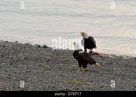 Bald eagle (Haliaeetus leucocephalus) Scavenging a salmon carcass, Haida Gwaii (Queen Charlotte Islands), British Columbia, Canada Stock Photo