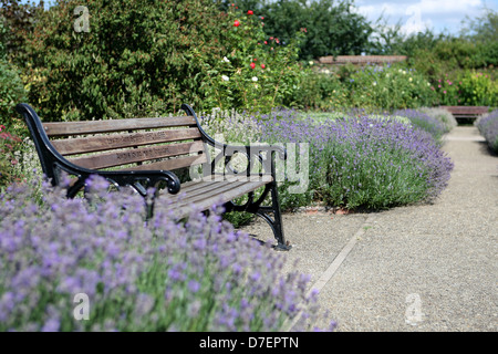 A public bench in a park gardens surrounded by lavender bushes. Abbey Gardens, Waltham Abbey, Essex Stock Photo