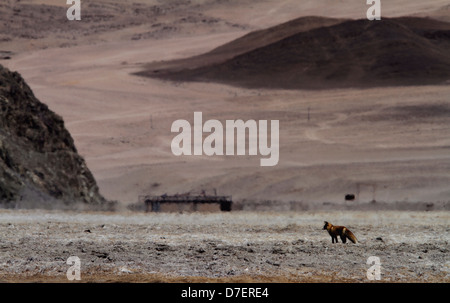 Red Fox in the landscape of Hanle, Ladakh in Jammu and Kashmir, India Stock Photo