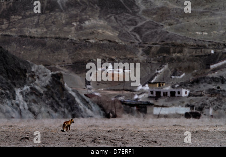 Red Fox in the landscape of Hanle, Ladakh in Jammu and Kashmir, India Stock Photo