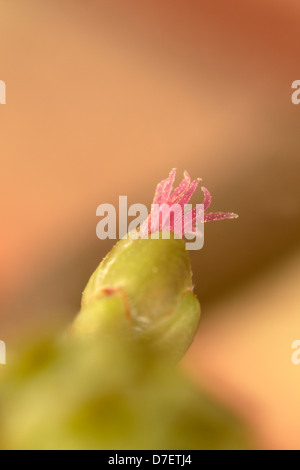Female hazel blossom, extreme close up Stock Photo