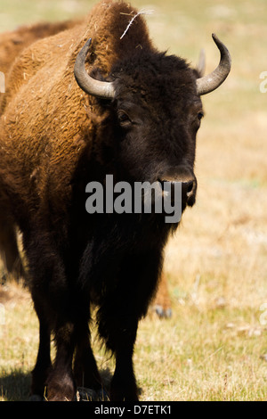 Buffalo ranch on Midwest. Stock Photo