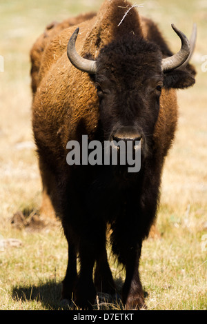 Buffalo ranch on Midwest. Stock Photo