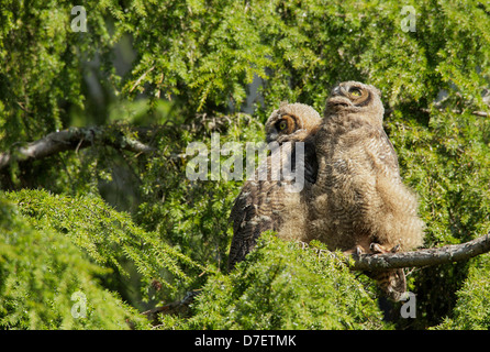 Great horned owl owlet fledglings perched in fir tree-Victoria, Vancouver Island British Columbia, Canada. Stock Photo