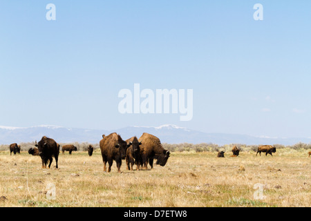 Buffalo ranch on Midwest. Stock Photo