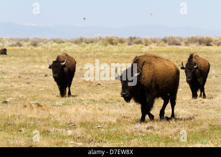 Buffalo ranch on Midwest. Stock Photo