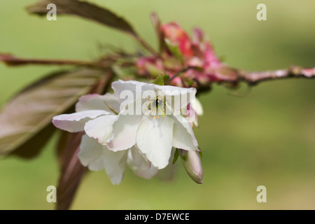 Prunus Ukon blossom. Stock Photo