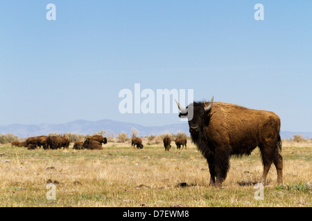 Buffalo ranch on Midwest. Stock Photo