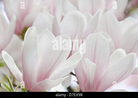 close up of white magnolia tree blossom Stock Photo