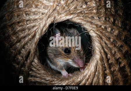 Wood mouse hiding in a ball of string Stock Photo