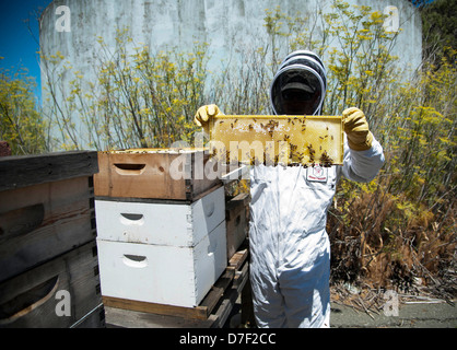 US Air Force Tech. Sgt. Reinhard Valleau of the 60th Civil Engineer Squadron pest management craftsman, inspects a beehive August 6, 2012 at Travis Air Force Base, CA. The Travis pest management team keeps the hives for bee conservation and harvests the honey. Stock Photo