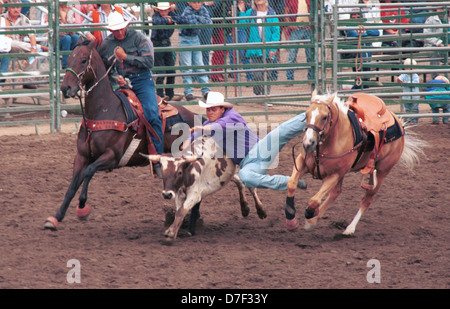 Cowboy bulldogging steer wrestling at rodeo Arizona, rodeo competitive sport, cowboy chases steer from horse wrestles to ground, Stock Photo