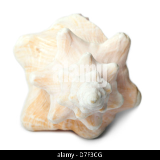 A lovely conch shell, isolated on white. Stock Photo