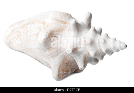 A lovely conch shell, isolated on white. Stock Photo