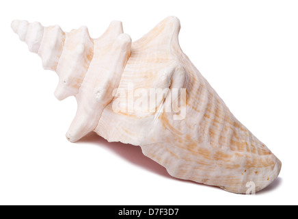 A lovely conch shell, isolated on white. Stock Photo