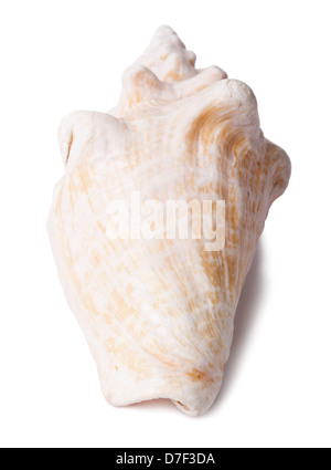 A lovely conch shell, isolated on white. Stock Photo