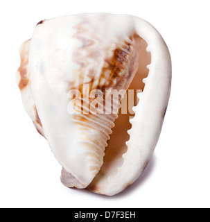 A lovely conch shell, isolated on white. Stock Photo