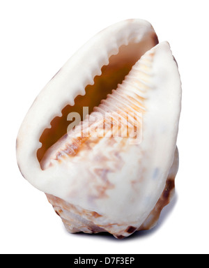 A lovely conch shell, isolated on white. Stock Photo