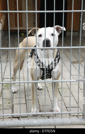 mongrel in kennel Stock Photo