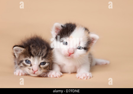 kitten Stock Photo