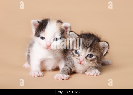 kitten Stock Photo