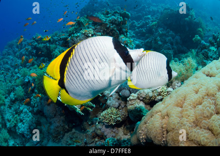 Lined butterflyfish (Chaetodon lineolatus), pair swimming over Bubble coral (Plerogyra sinuosa). Egypt, Red Sea. Stock Photo