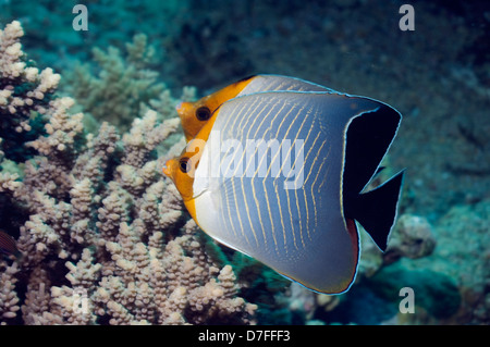 Red Sea orange face butterflyfish or Hooded butterflyfish (Chaetodon larvatus). Egypt, Red Sea. Red Sea to Gulf of Aden. Stock Photo